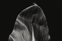 Calla Leaf