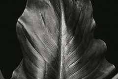 Calla Leaf