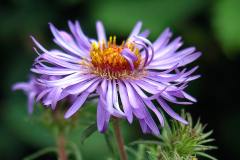 PurpleFlower-Print2